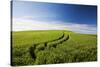 Tracks Leading Through Wheat Field-Terry Eggers-Stretched Canvas