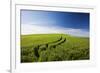 Tracks Leading Through Wheat Field-Terry Eggers-Framed Photographic Print