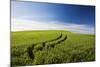 Tracks Leading Through Wheat Field-Terry Eggers-Mounted Photographic Print