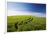 Tracks Leading Through Wheat Field-Terry Eggers-Framed Photographic Print