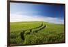 Tracks Leading Through Wheat Field-Terry Eggers-Framed Photographic Print