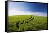 Tracks Leading Through Wheat Field-Terry Eggers-Framed Stretched Canvas