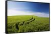 Tracks Leading Through Wheat Field-Terry Eggers-Framed Stretched Canvas