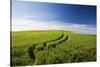 Tracks Leading Through Wheat Field-Terry Eggers-Stretched Canvas