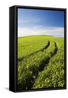 Tracks Leading Through Wheat Field-Terry Eggers-Framed Stretched Canvas