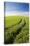 Tracks Leading Through Wheat Field-Terry Eggers-Stretched Canvas