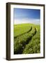 Tracks Leading Through Wheat Field-Terry Eggers-Framed Photographic Print