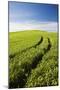 Tracks Leading Through Wheat Field-Terry Eggers-Mounted Photographic Print