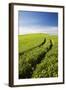 Tracks Leading Through Wheat Field-Terry Eggers-Framed Photographic Print