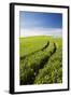 Tracks Leading Through Wheat Field-Terry Eggers-Framed Photographic Print