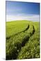 Tracks Leading Through Wheat Field-Terry Eggers-Mounted Photographic Print