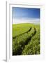 Tracks Leading Through Wheat Field-Terry Eggers-Framed Photographic Print