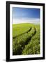 Tracks Leading Through Wheat Field-Terry Eggers-Framed Photographic Print