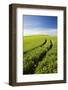 Tracks Leading Through Wheat Field-Terry Eggers-Framed Photographic Print