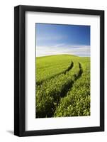 Tracks Leading Through Wheat Field-Terry Eggers-Framed Photographic Print