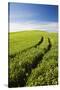 Tracks Leading Through Wheat Field-Terry Eggers-Stretched Canvas