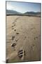 Tracks of a Grizzly Bear Family in the Mud Flats of Alsek Lake in Glacier Bay National Park, Alaska-Justin Bailie-Mounted Photographic Print