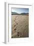 Tracks of a Grizzly Bear Family in the Mud Flats of Alsek Lake in Glacier Bay National Park, Alaska-Justin Bailie-Framed Photographic Print