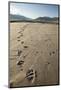 Tracks of a Grizzly Bear Family in the Mud Flats of Alsek Lake in Glacier Bay National Park, Alaska-Justin Bailie-Mounted Photographic Print