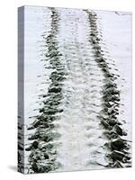 Tracks of a Pacific Green Turtle, Pacific Ocean, Galapagos Islands, Ecuador-Charles Sleicher-Stretched Canvas