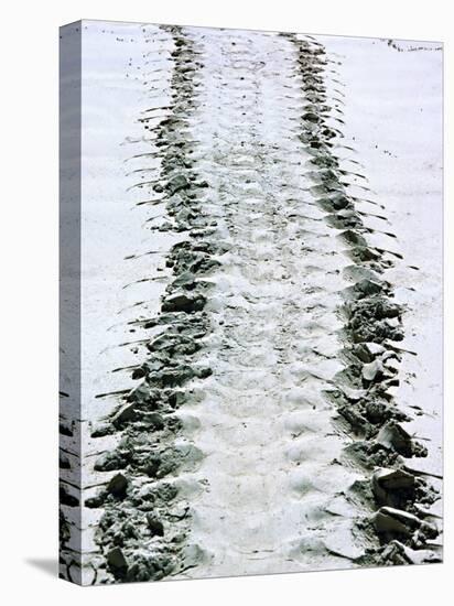 Tracks of a Pacific Green Turtle, Pacific Ocean, Galapagos Islands, Ecuador-Charles Sleicher-Stretched Canvas