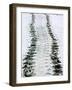 Tracks of a Pacific Green Turtle, Pacific Ocean, Galapagos Islands, Ecuador-Charles Sleicher-Framed Photographic Print