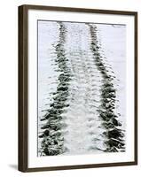 Tracks of a Pacific Green Turtle, Pacific Ocean, Galapagos Islands, Ecuador-Charles Sleicher-Framed Photographic Print