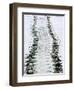 Tracks of a Pacific Green Turtle, Pacific Ocean, Galapagos Islands, Ecuador-Charles Sleicher-Framed Photographic Print