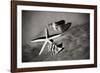 Tracks of the Tide I-Alan Hausenflock-Framed Photographic Print