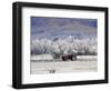 Tractor and Hoar Frost, Sutton, Otago, South Island, New Zealand-David Wall-Framed Photographic Print