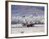 Tractor and Hoar Frost, Sutton, Otago, South Island, New Zealand-David Wall-Framed Photographic Print