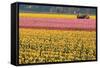Tractor and Tulips I-Dana Styber-Framed Stretched Canvas