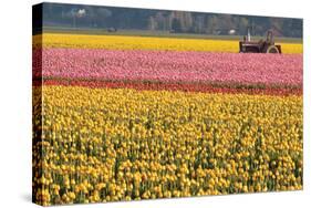 Tractor and Tulips I-Dana Styber-Stretched Canvas