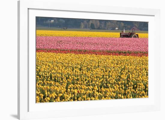 Tractor and Tulips I-Dana Styber-Framed Photographic Print