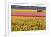 Tractor and Tulips I-Dana Styber-Framed Photographic Print