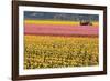 Tractor and Tulips I-Dana Styber-Framed Photographic Print