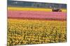 Tractor and Tulips I-Dana Styber-Mounted Photographic Print