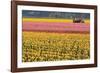 Tractor and Tulips I-Dana Styber-Framed Photographic Print