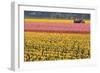 Tractor and Tulips I-Dana Styber-Framed Photographic Print