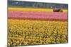 Tractor and Tulips I-Dana Styber-Mounted Photographic Print