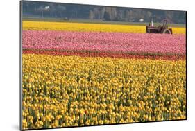 Tractor and Tulips I-Dana Styber-Mounted Photographic Print