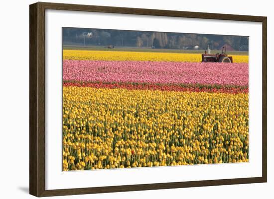 Tractor and Tulips I-Dana Styber-Framed Photographic Print