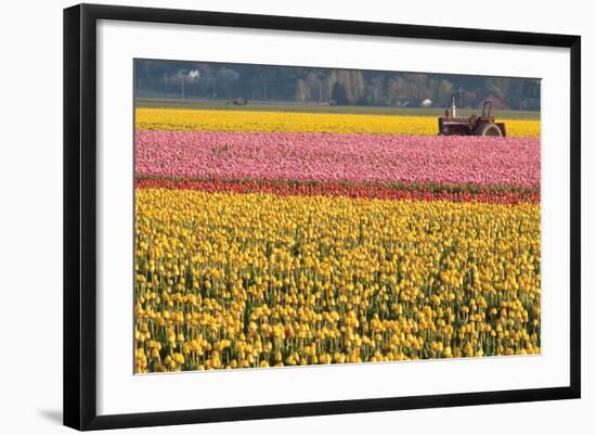 Tractor and Tulips I-Dana Styber-Framed Photographic Print