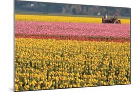 Tractor and Tulips I-Dana Styber-Mounted Photographic Print