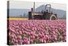 Tractor and Tulips II-Dana Styber-Stretched Canvas