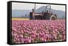 Tractor and Tulips II-Dana Styber-Framed Stretched Canvas