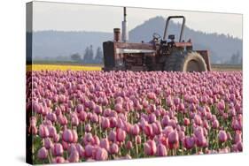 Tractor and Tulips II-Dana Styber-Stretched Canvas