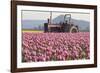 Tractor and Tulips II-Dana Styber-Framed Photographic Print