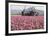 Tractor and Tulips II-Dana Styber-Framed Photographic Print