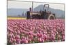 Tractor and Tulips II-Dana Styber-Mounted Photographic Print